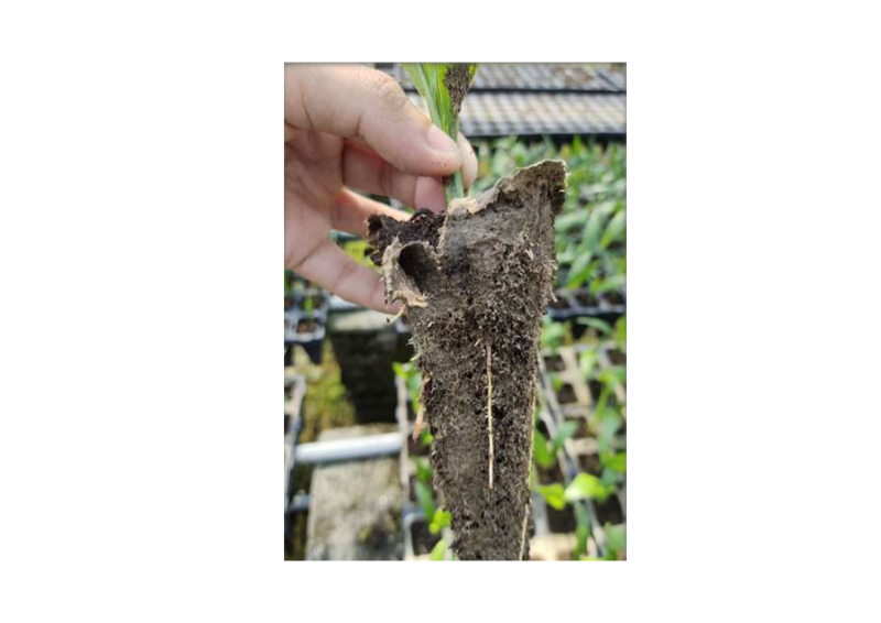 Seeding Tray with roots penetrating